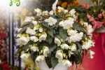Begonia tuberhybrida Nonstop Joy white