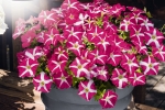 Petunia hybrida trailing Success Pink Star