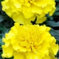   Bonanza Yellow
