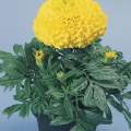   Discovery Yellow
