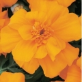   Durango Orange