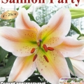     (Salmon Party) 2 