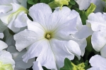 Petunia Tritunia F1 Fresh White
