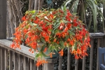 Begonia Bossa Nova Orange
