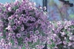 Petunia x hybrida trailing Opera Supreme Lilac Ice