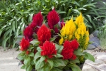 Celosia Bright Sparks Mixed