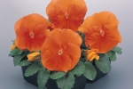 Viola wittrockiana Inspire Delixxe Orange