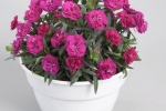 Dianthus Roselly Purple