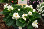 Begonia Highlight White