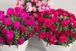 Dianthus Rosselly mix