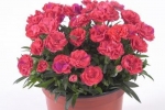 Dianthus Rosselly Salmon