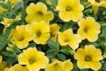 Calibrachoa Nio Yellow
