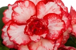 Begonia tub AH Picotee Flamenco  (от 10 до 20 см)
