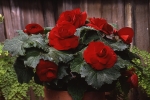 Begonia tub AH Roseform Red  (от 10 до 20 см)