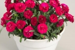 Dianthus Rosselly Red