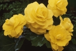 Begonia tub AH Roseform Yellow  (от 10 до 20 см)