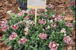 Dianthus Colori Vered