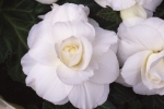Begonia tub AH Roseform White  (от 10 до 20 см)