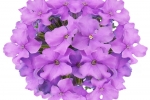 Vanessa Compact Lavender