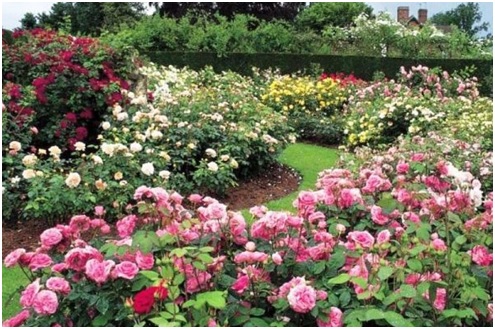 Клумба из роз. Советы по созданию, фото. | Идеи для садового дизайна, Цветник план, Красивые сады