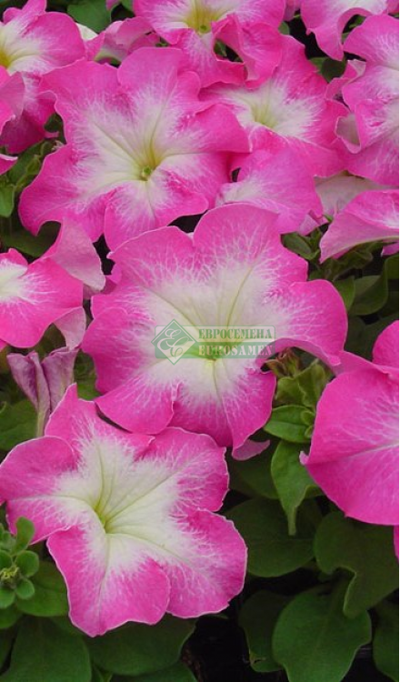 Петуния крупноцветковая F1 Tango rose morn — Евросемена. Барнаул - Оптовая  продажа семян и посадочного материала