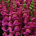   ( ) Floral Showers purple
