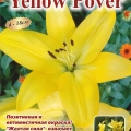 Лилия Еллоу Пауэр  (Yellow Pover) 3 шт