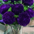   Syringa Purple