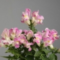   ( ) Floral Showers lavander bicolor