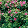 Роза rugosa 'Rubra' 40-60 см 3 ветки