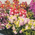   ( ) Floral Showers bicolor mix