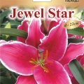 Лилия Джевел Стар  (Jewel Star) 3 шт