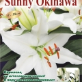Лилия Санни Окинава  (Sunny Okinava) 2 шт