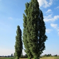 Тополь чёрный  (Populus nigra 'Italica') 80-120 см