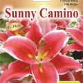 Лилия Санни Камино  (Sunny Camino) 2 шт
