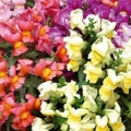   ( ) Floral Showers mix