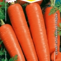 Морковь «Королева осени»  (2гр)