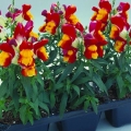   ( ) Floral Showers red & yellow bicolor
