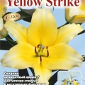Лилия Еллоу Страйк  (Yellow Strike) 3 шт