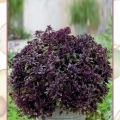 Базилик овощной «Фиолетовый Шар»  (5 шт)